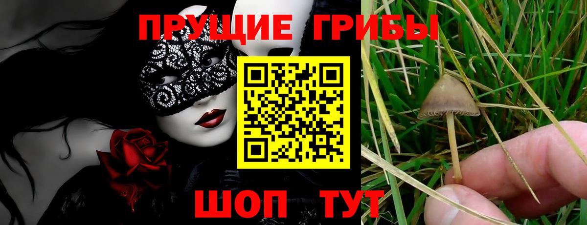 Псилоцибиновые грибы GOLDEN TEACHER Муром